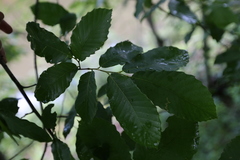 Castanea ozarkensis