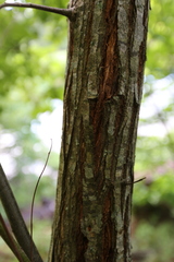 Castanea ozarkensis