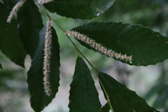 Castanea ozarkensis