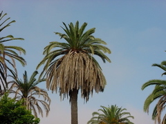 Fusarium oxysporum