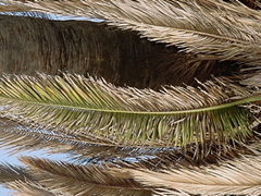 Fusarium oxysporum