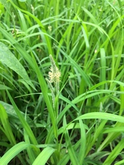 Carex shortiana
