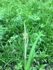 Carex shortiana