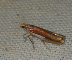 Ypsolopha parenthesella