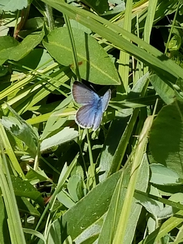iNaturalist observation photo of Boisduval's Blue