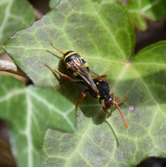 Nomada marshamella