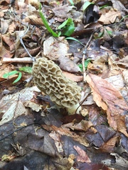 Morchella americana