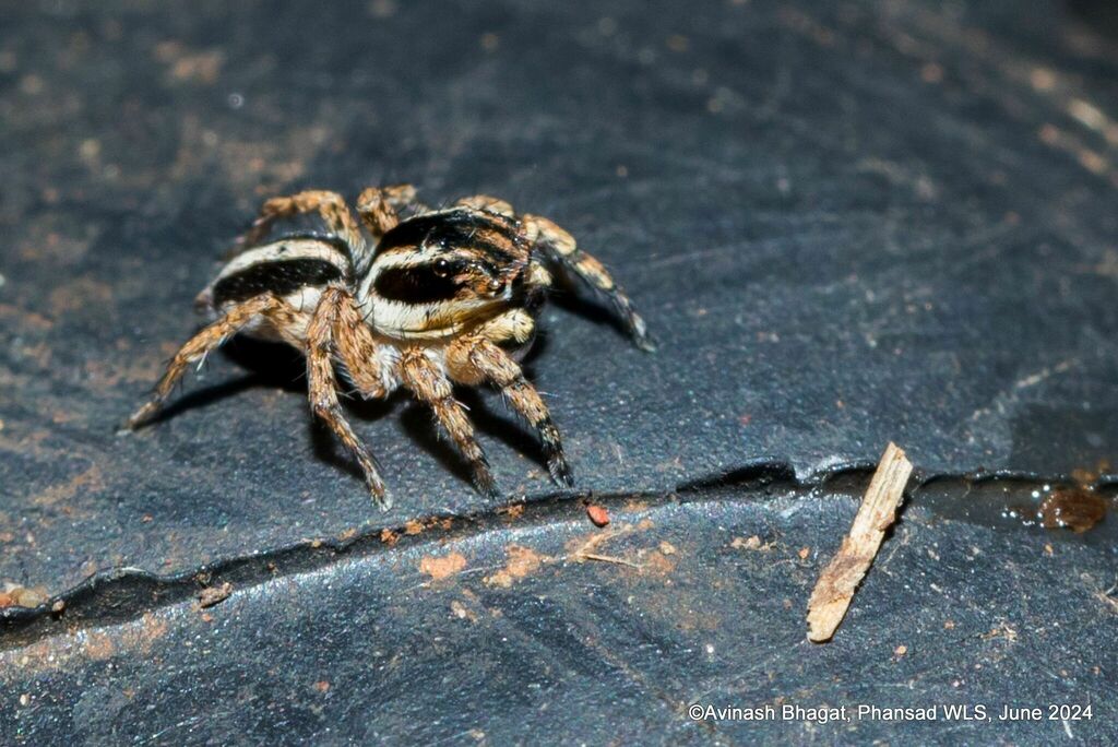 Langona goaensis