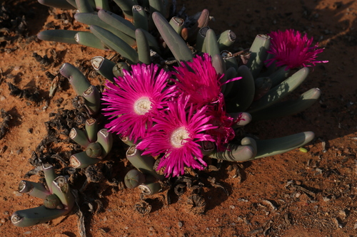 Mesembryanthemum brevipes Schltr.