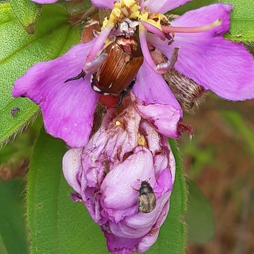 Osbeckia nepalensis iNat (3)