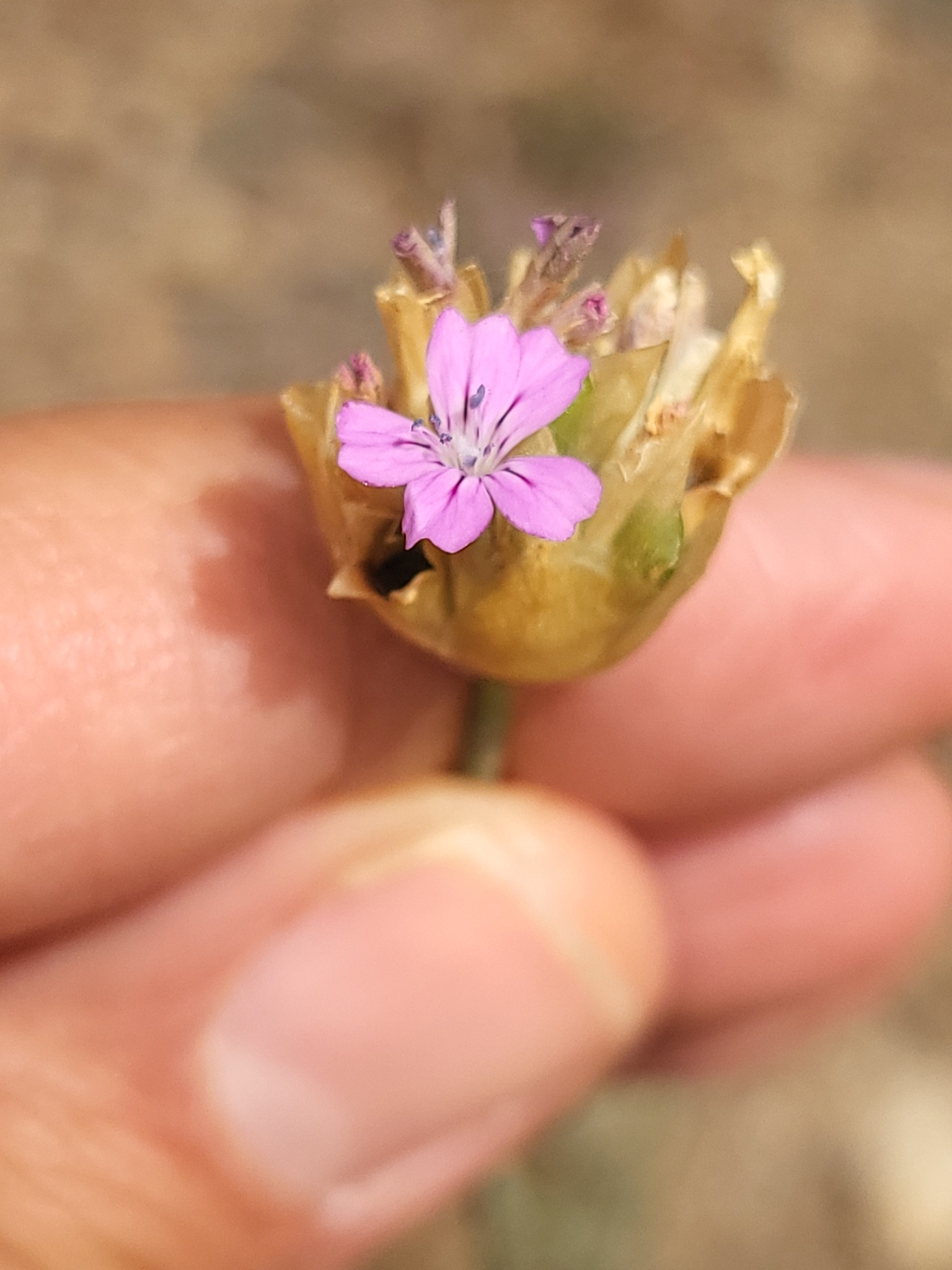 Petrorhagia nanteuilii