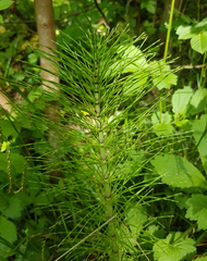 Equisetum telmateia telmateia