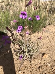 Penstemon dasyphyllus