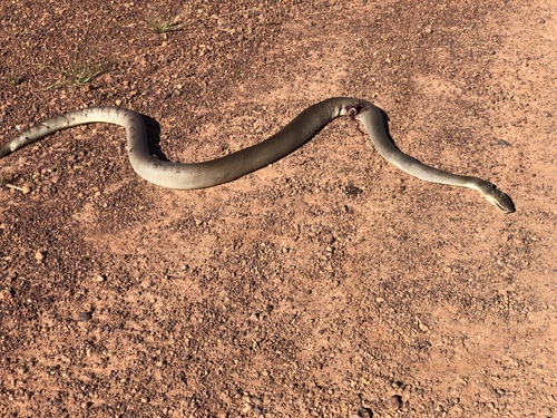 Olive Python sighting