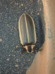 Pyractomena angulata