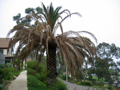 Fusarium oxysporum
