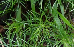 Artemisia morrisonensis