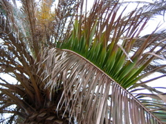 Fusarium oxysporum