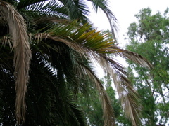 Fusarium oxysporum