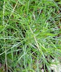Artemisia morrisonensis
