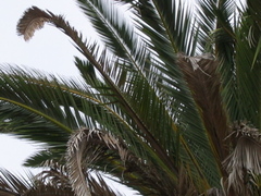 Fusarium oxysporum