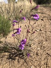 Penstemon dasyphyllus