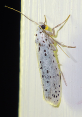 Yponomeuta evonymella