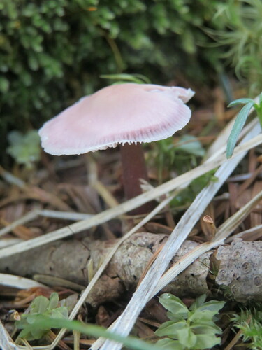 Mycena pura