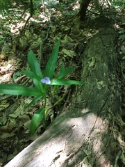 Tradescantia subaspera