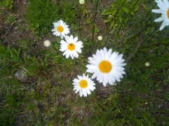 Leucanthemum vulgare