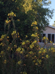 Oenothera elata hookeri