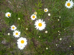 Leucanthemum vulgare