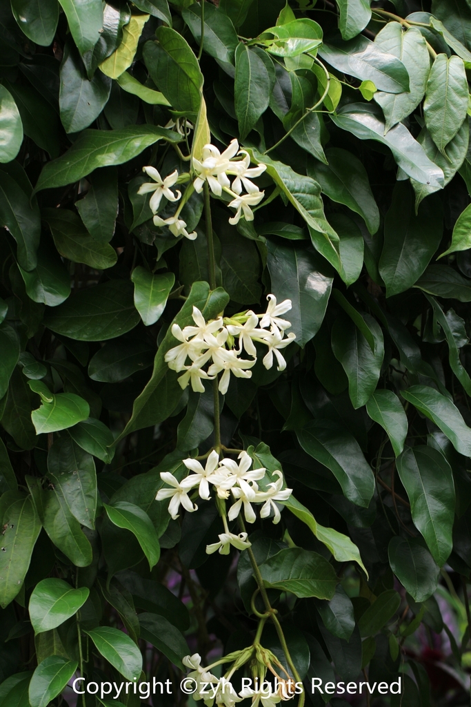 Jasminanthes pilosa (Jasminanthes pilosa)