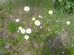 Leucanthemum vulgare