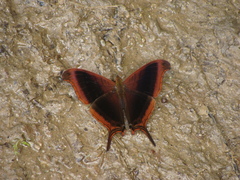 Marpesia zerynthia