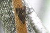 Ercheia subsignata - Photo (c) Heinrich Human, some rights reserved (CC BY-NC), uploaded by Heinrich Human