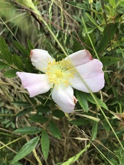 Rosa foliolosa