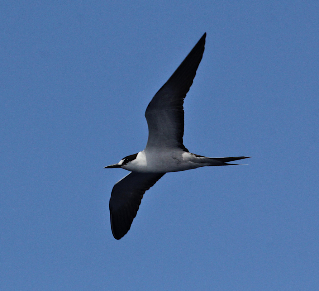 South Pacific Sooty Tern from Southport QLD 4215, Australia on January ...