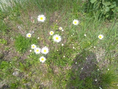 Leucanthemum vulgare