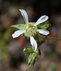 Horkelia clevelandii