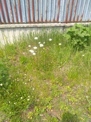Leucanthemum vulgare