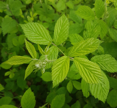 Rubus distractiformis