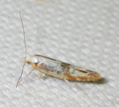 Argyresthia bonnetella
