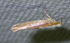 Argyresthia semitestacella