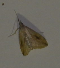 Evergestis forficalis