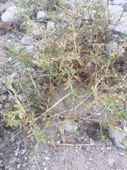 Asteriscus graveolens