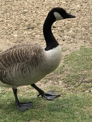 Branta canadensis