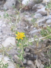 Asteriscus graveolens