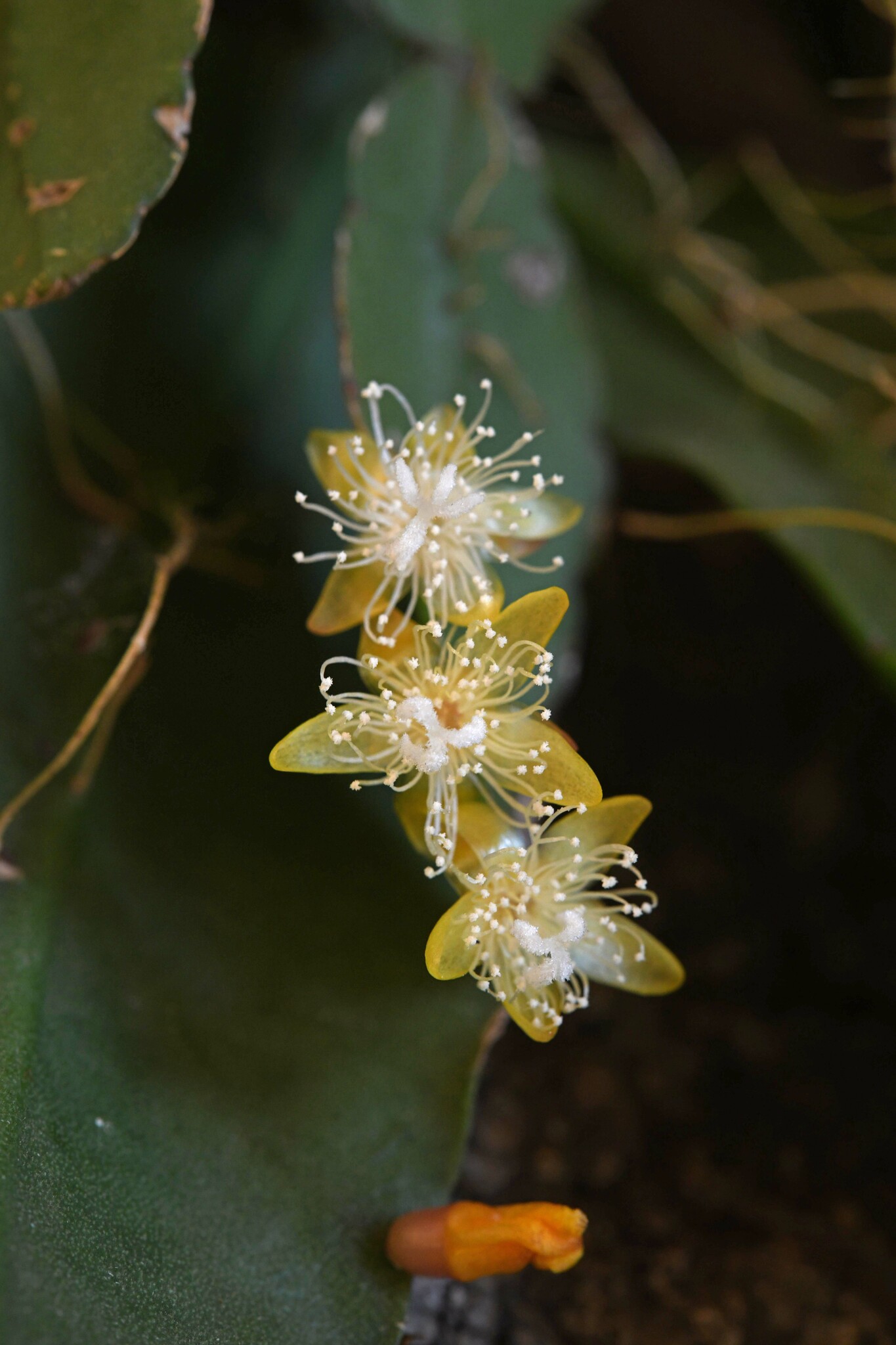 Rhipsalis elliptica  iNaturalist