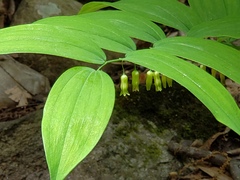 Polygonatum pubescens